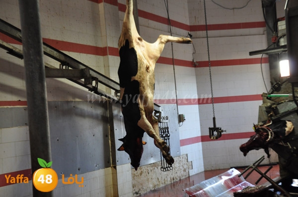 Jam3iya la7m3n (20).JPG